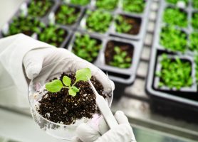 Plant biology research